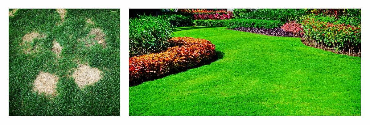 Kolaż_ Niejednolity trawnik, jednolity trawnik-min.jpg